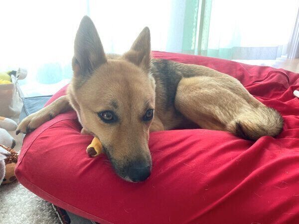 くつろぐいのちゃん