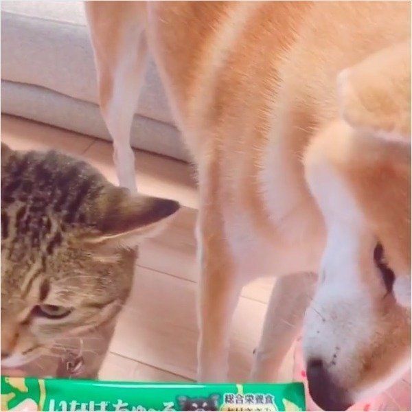 ワンちゃん用ちゅ〜る