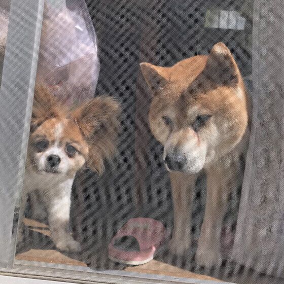 犬が網戸を突き破って脱走する？ 犬と暮らす部屋の窓を網戸にする際の注意点とは いぬのきもち