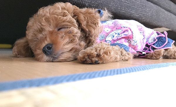 眠るトイ・プードル