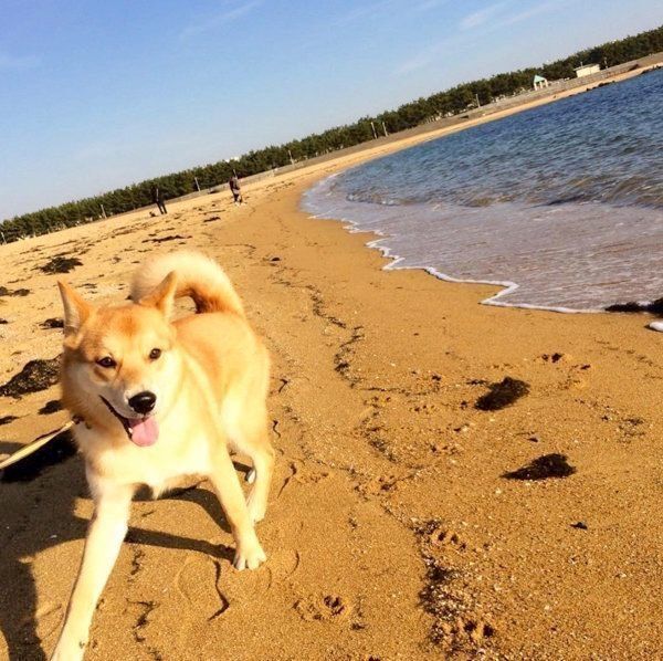 お散歩する福くん