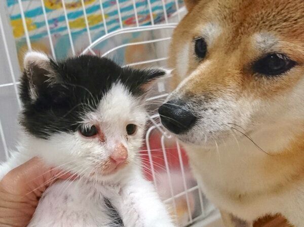 預かり子猫・おにぎりくんを見つめる柴犬・なつさん