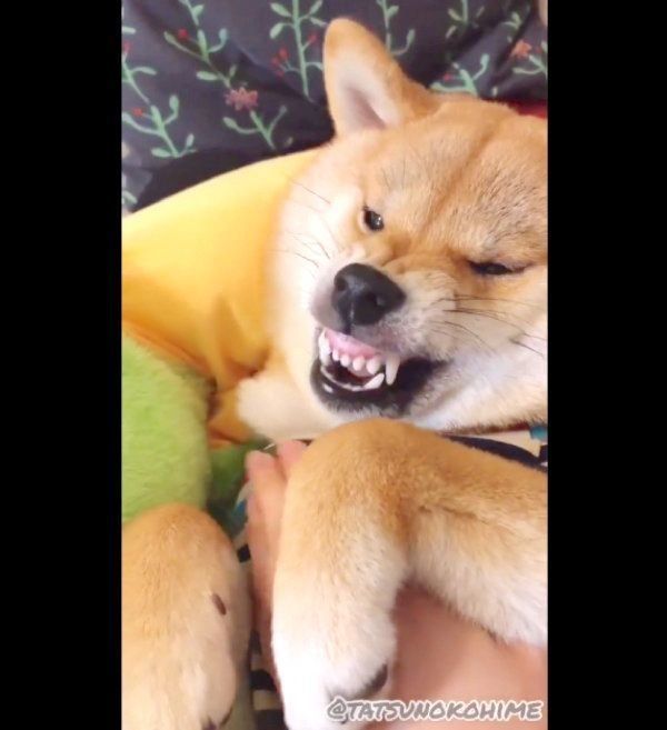 オコ顔になる龍乃子姫ちゃん