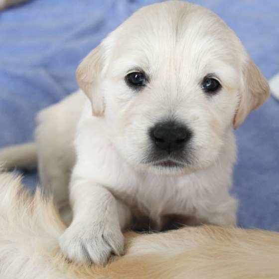 ゴールデン・レトリーバーは25～34㎏位になるよ。