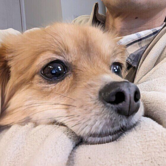 抱っこが好きな犬と嫌いな犬の共通点は? 抱っこ嫌い克服のコツも紹介 いぬのきもち