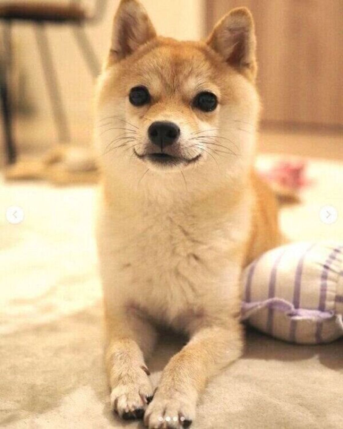 換毛期と重なって激し目に変化 豆柴子犬の急成長ぶりにグッとくる いぬのきもちweb Magazine 換毛期と重なって激し目に変化 豆柴子犬の急成長ぶりにグッとくる いぬのきもちweb Magazine