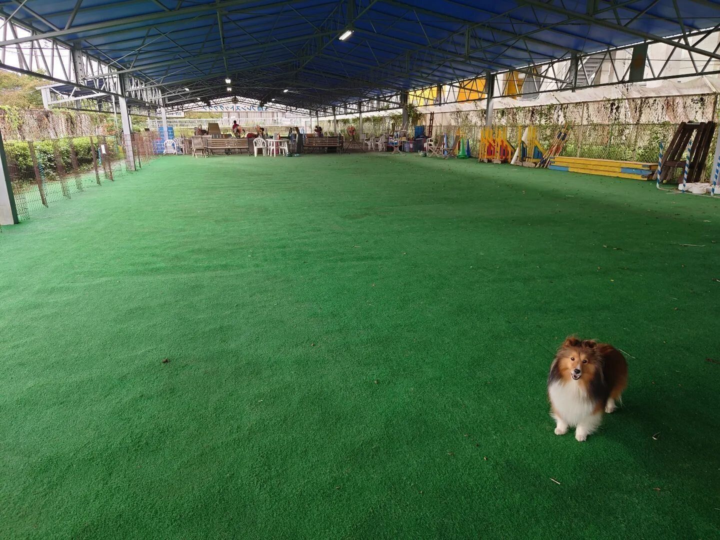 人工芝の屋根付きドッグラン