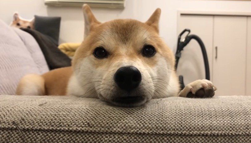 ご飯を待つ柴犬