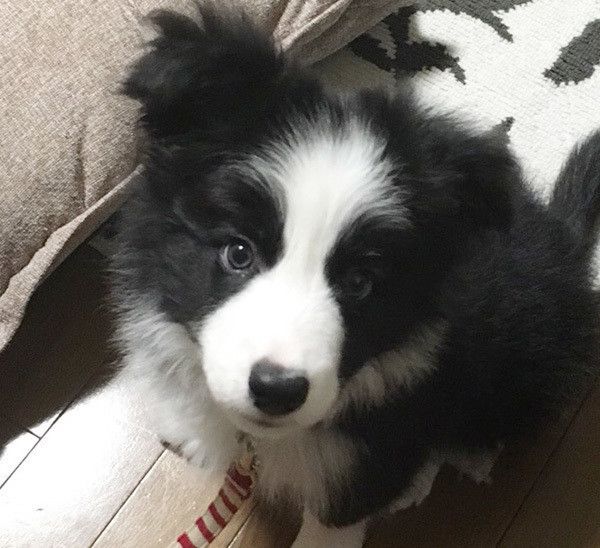 見つめるボーダー・コリー