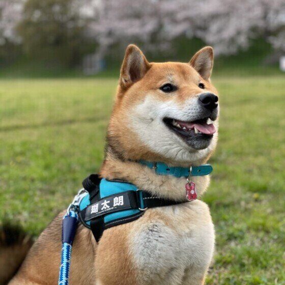 柴の瑚太朗くん。お外で楽しそう♪