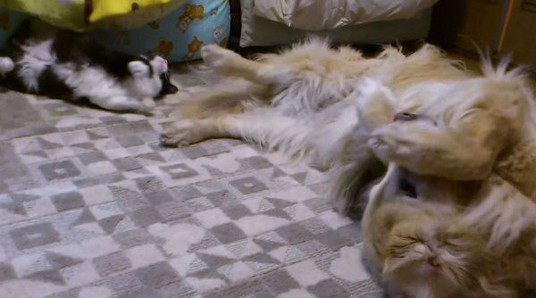 大型犬のマネをする子猫