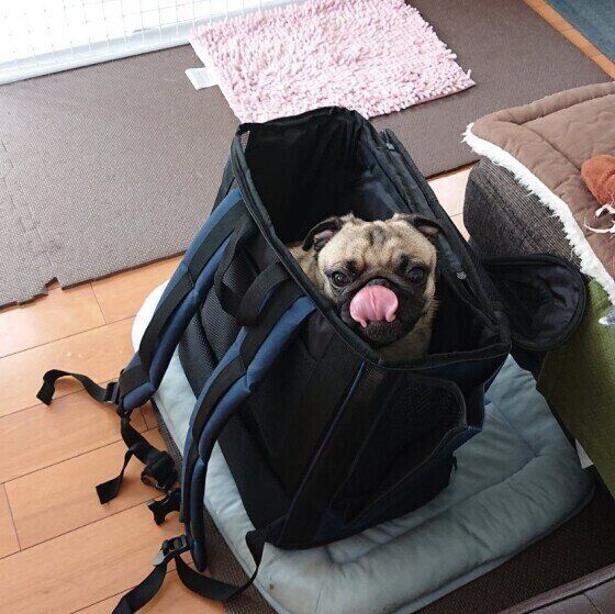 リュックに入るパグ