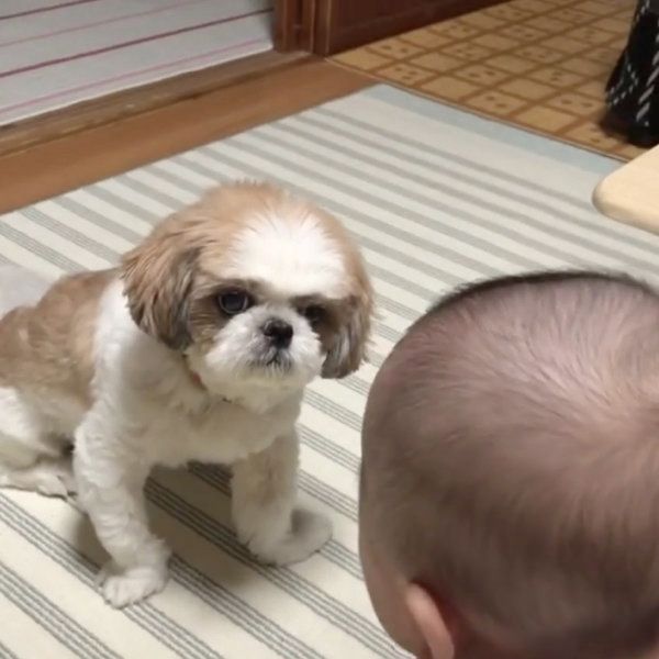 赤ちゃんと遊びたいシー・ズー