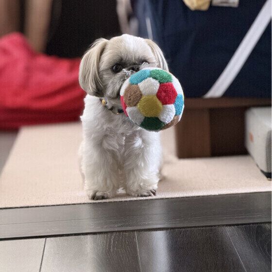 ボールをくわえるシー・ズー