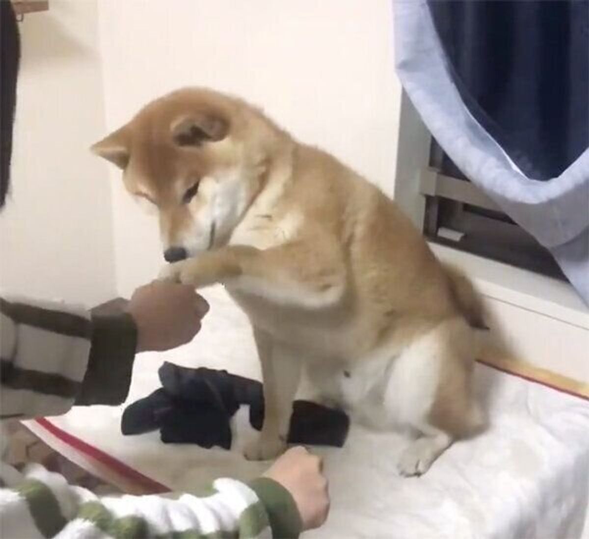 なんて純粋なの 飼い主の手品を真剣に見る柴犬の リアクション に思わず感動 いぬのきもちweb Magazine なんて純粋なの 飼い主の手品を真剣に見る柴犬の リアクション に思わず感動 いぬのきもちweb Magazine