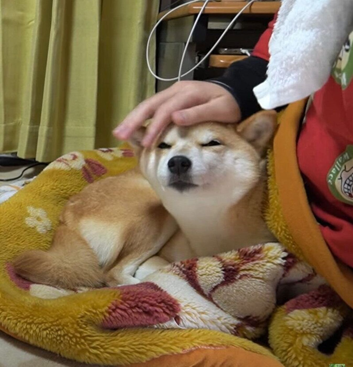 ストーブよりもパパがいい 飼い主さんのぬくもりで暖をとる柴犬 いぬのきもちweb Magazine ストーブよりもパパがいい 飼い主さんのぬくもりで暖をとる柴犬 いぬのきもちweb Magazine