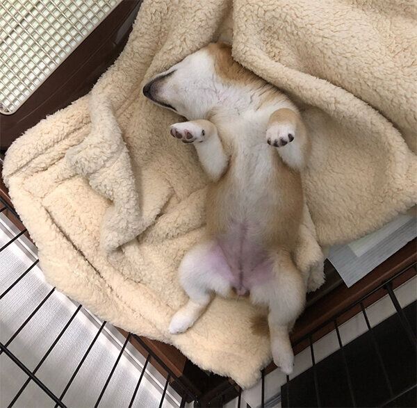 ヘソ天で眠るきなこちゃん