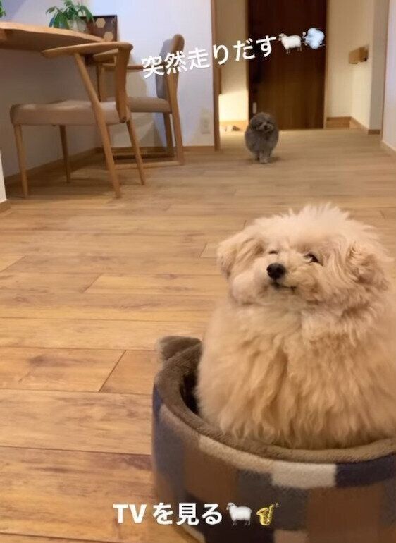 こあちゃんとミロちゃん