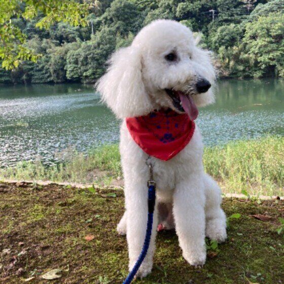 スタンダード・プードル