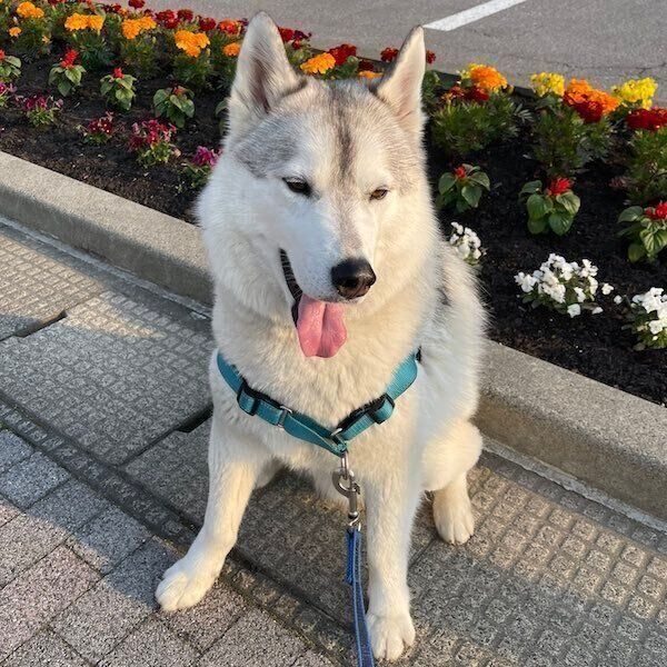 おさんぽ中にたそがれるりくくん