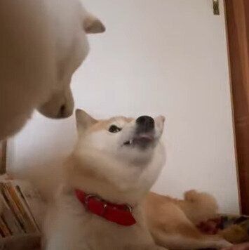 パパに怒られるモモコちゃん