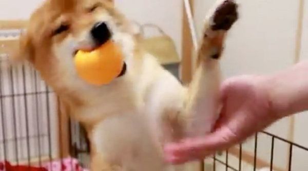 飼い主さんの帰宅を喜ぶ柴犬