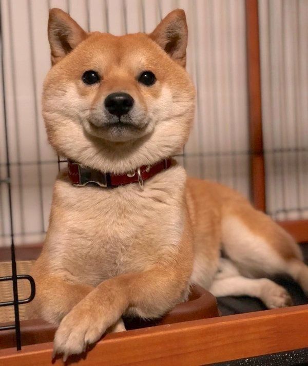 豆柴の豆千代くん