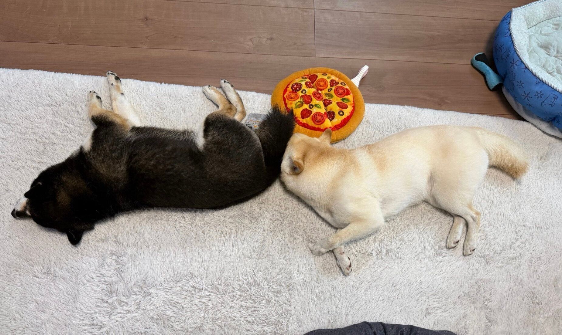 「連結寝」をするあのんちゃん、つきひちゃん