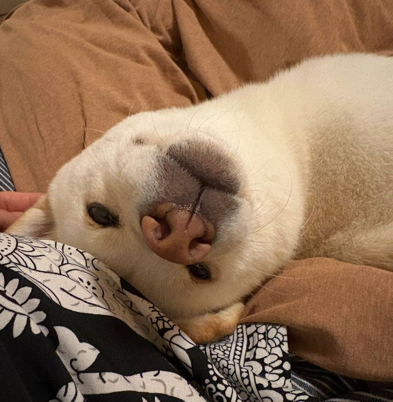 飼い主さんにくっつくなこちゃん