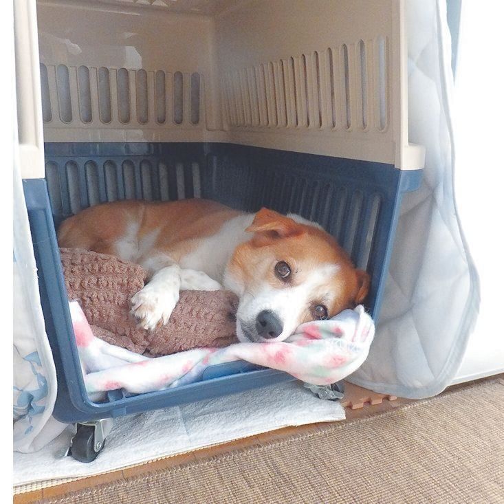 写真提供／藤本聖香先生