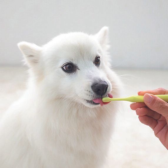 口まわりや歯にスムーズに触れるようになったら、次は歯ブラシで同じことを行います。続けると、歯ブラシが歯に当たることが平気に！　ペーストはたっぷり使うのがコツです