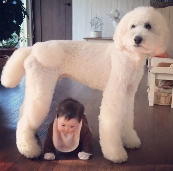 スタンダード・プードルと男の子