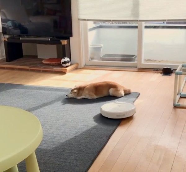 柴犬のリリコちゃん