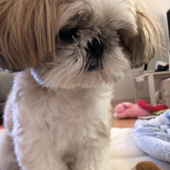 おすわりするシー・ズー