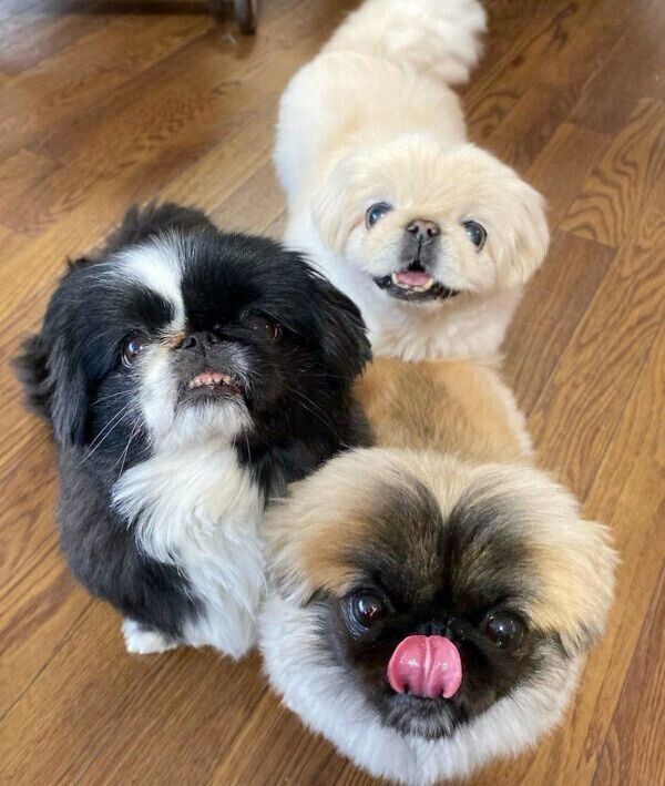 仲良しなニコちゃん、フロルちゃん、ペコちゃん