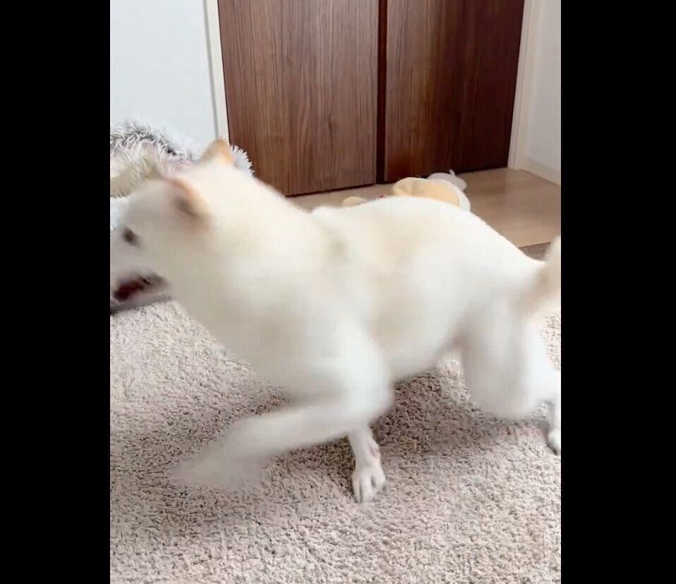 クルクル回るほあちゃん