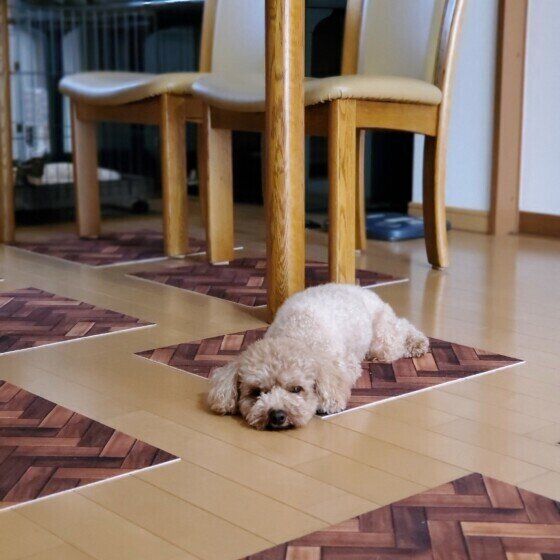 ふてくされるトイ・プードル