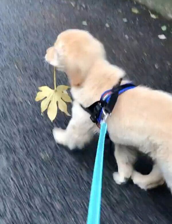 葉っぱをくわえながらお散歩をするコメちゃん