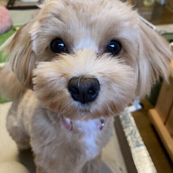 犬がお気に入りのおもちゃを離さない理由と対処法 いぬのきもち