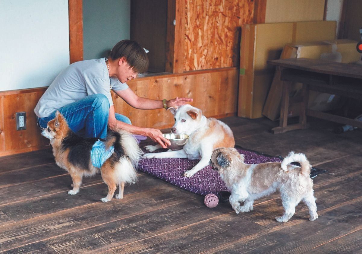 保護犬たちのゴハンはスタッフが交代で担当。犬たちの状態に合わせてフードも各種用意。シニア犬が多いことから投薬の管理もしっかり行う必要があります