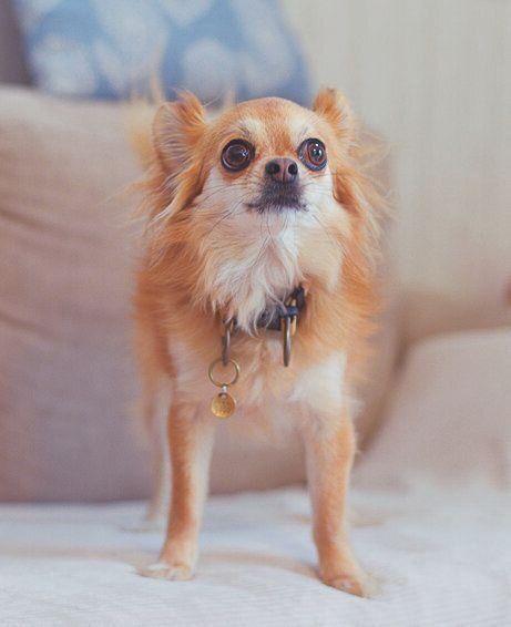 吉川家の愛犬アビゲイルちゃん（推定4才）。個人の多頭飼育崩壊現場からレスキューして迎えました