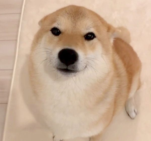 お耳をぺったんこにして見つめる味噌ちゃん