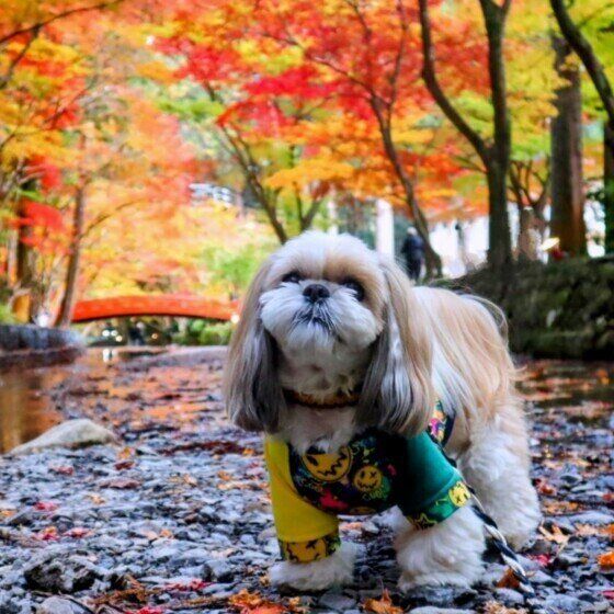 秋の散歩は犬の拾い食いに注意！ 野生のきのこや銀杏の誤食は犬に危険 いぬのきもち
