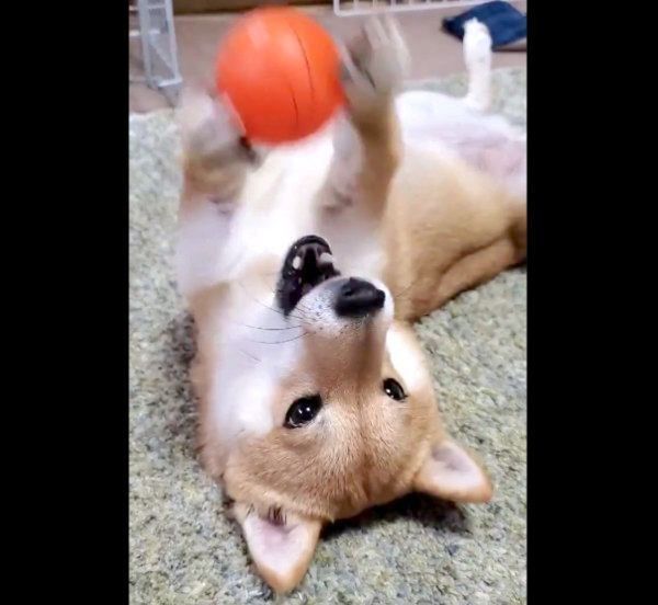 ボールで遊ぶなつちゃん