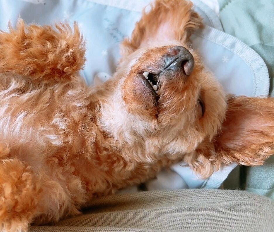 ぐっすりと眠るゆずくん　安心した様子が伝わってくる