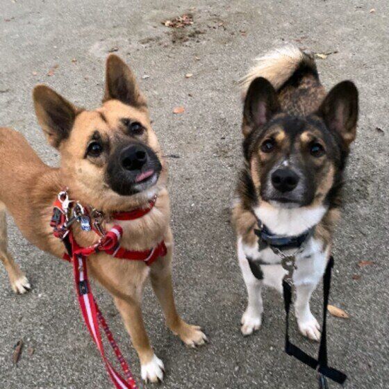 元保護犬コンビの茶豆ちゃんたち