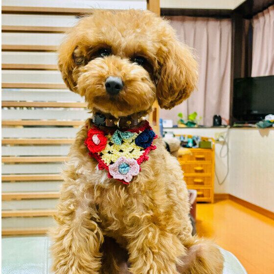 犬の食べ方でわかる？ 犬がごはんをおいしく食べていないときの行動と対処法 いぬのきもち