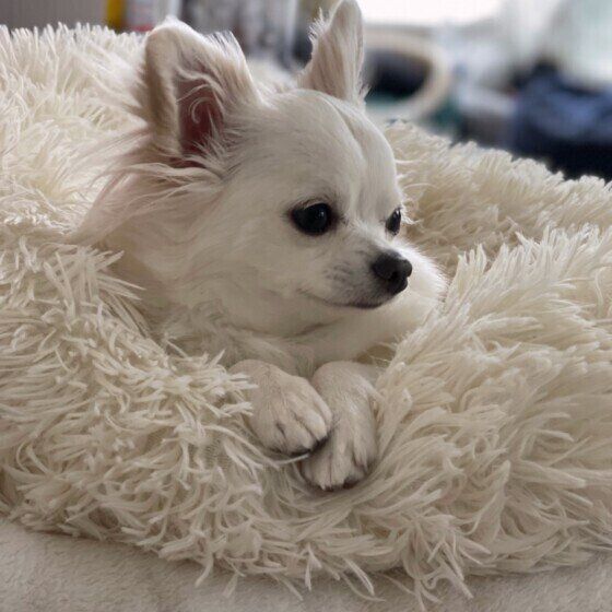 目をそらすぽんずくん（チワワ）