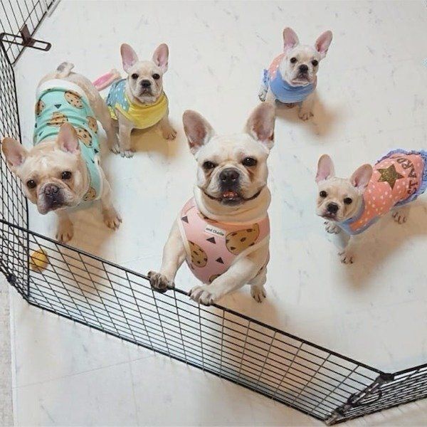 大集合するフレブルファミリー