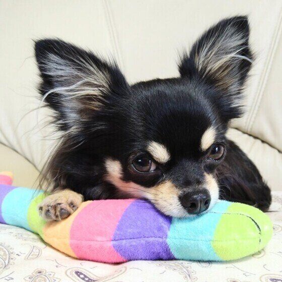 見つめるチワワ